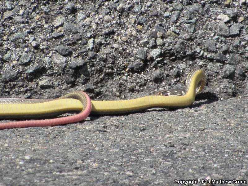 California Striped Racer (Coluber lateralis lateralis)