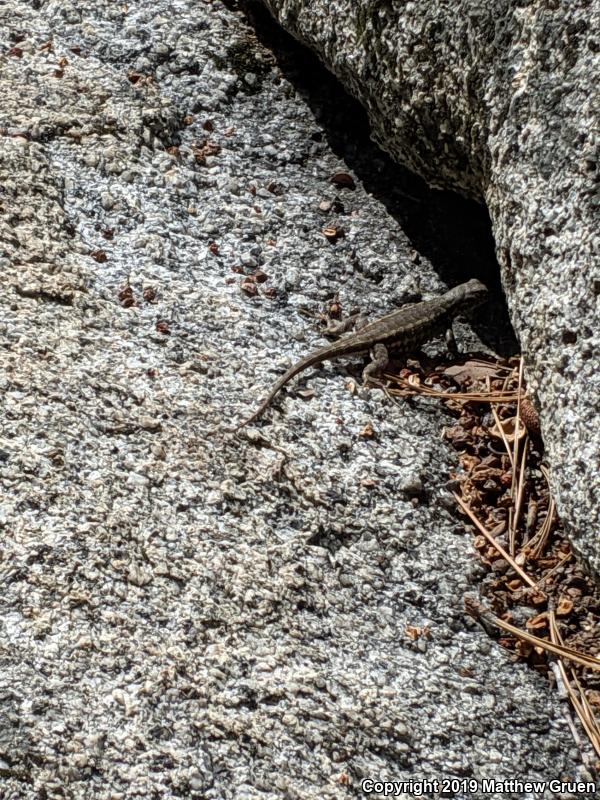 Southern Sagebrush Lizard (Sceloporus graciosus vandenburgianus)