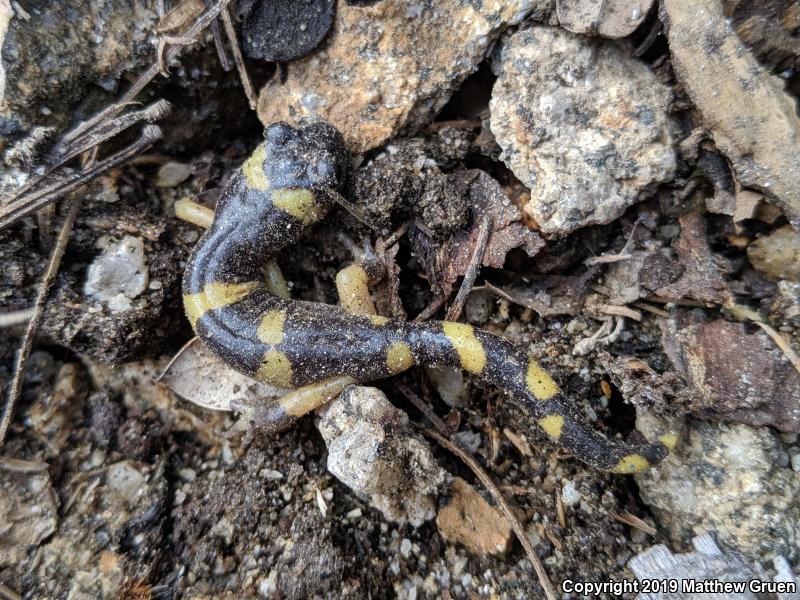 Large-blotched Ensatina (Ensatina eschscholtzii klauberi)