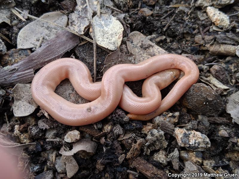 Southern Rubber Boa (Charina umbratica)