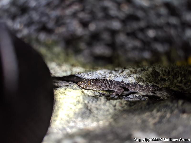 Granite Night Lizard (Xantusia henshawi)