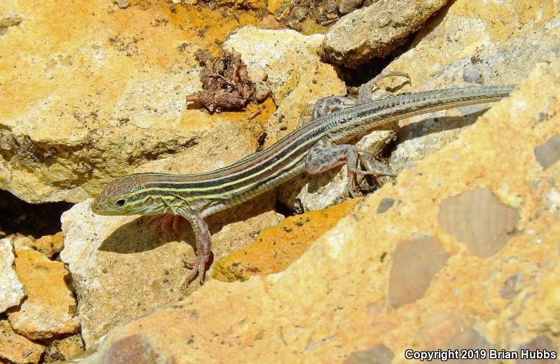 Six-lined Racerunner (Aspidoscelis sexlineata sexlineata)