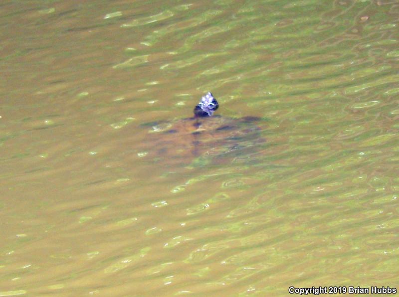 False Map Turtle (Graptemys pseudogeographica pseudogeographica)