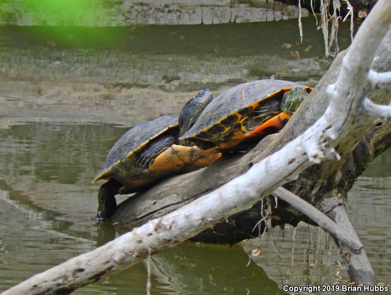 False Map Turtle (Graptemys pseudogeographica pseudogeographica)