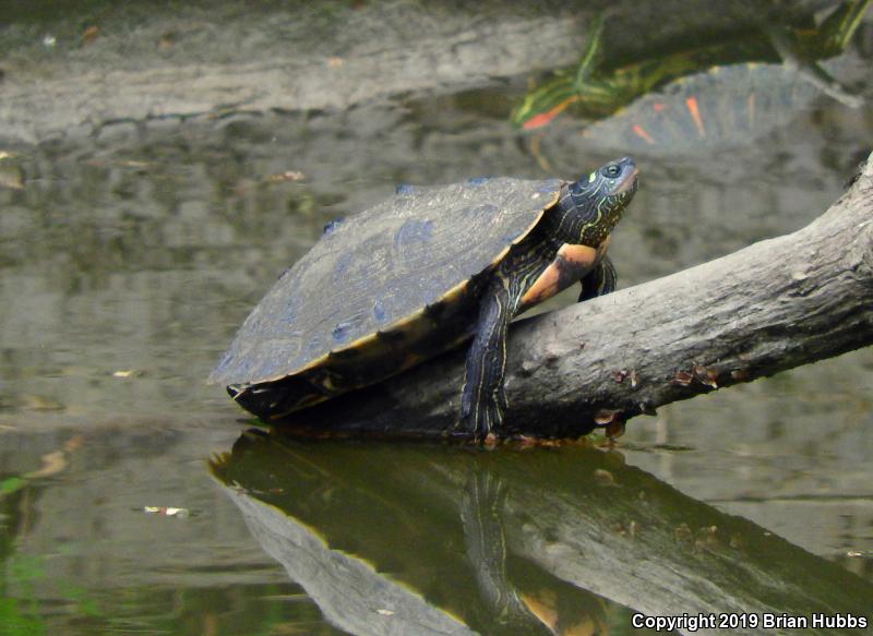 False Map Turtle (Graptemys pseudogeographica pseudogeographica)