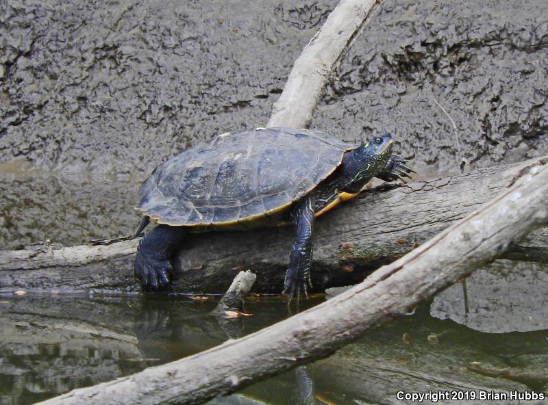 False Map Turtle (Graptemys pseudogeographica pseudogeographica)