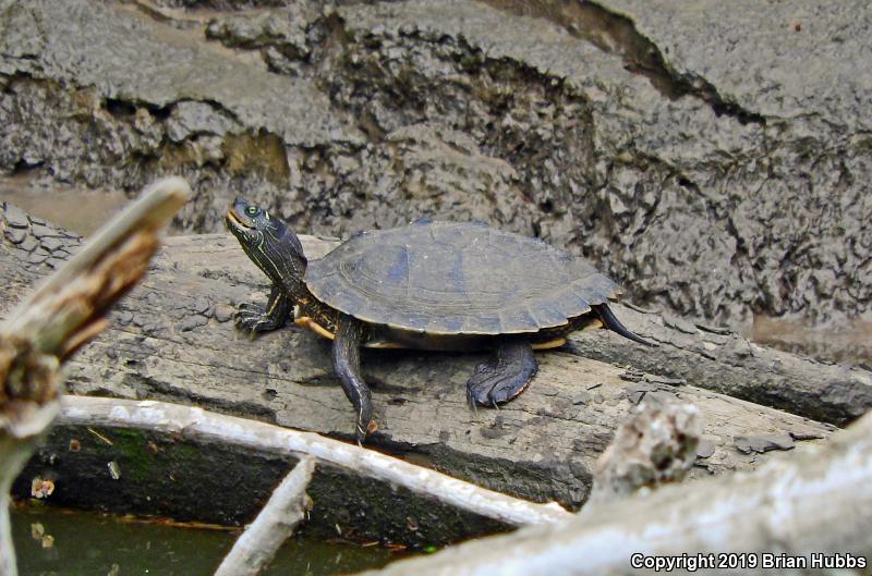 False Map Turtle (Graptemys pseudogeographica pseudogeographica)