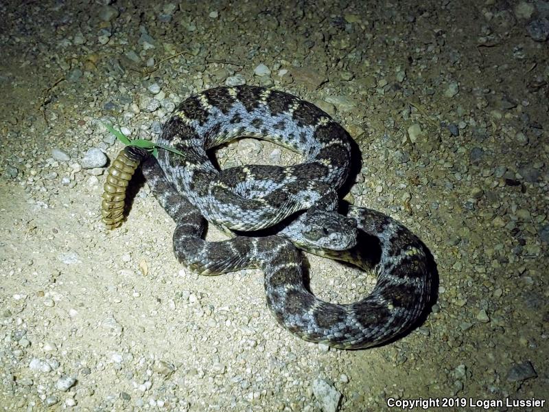 Arizona Black Rattlesnake (Crotalus cerberus)