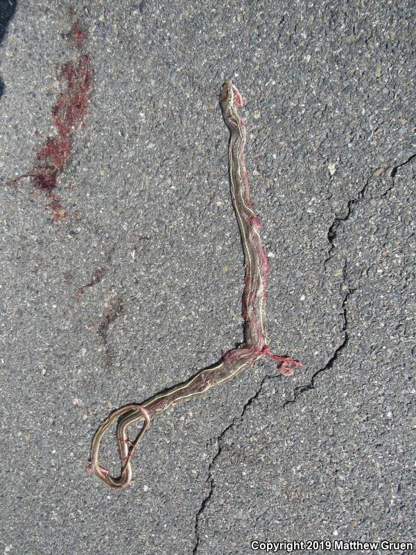 California Striped Racer (Coluber lateralis lateralis)