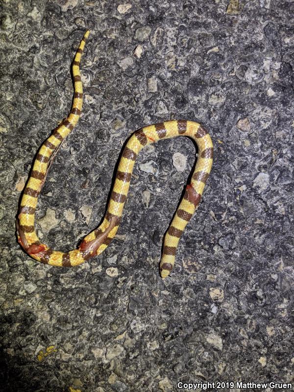 Mojave Shovel-nosed Snake (Chionactis occipitalis occipitalis)