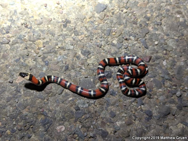 San Diego Mountain Kingsnake (Lampropeltis zonata pulchra)