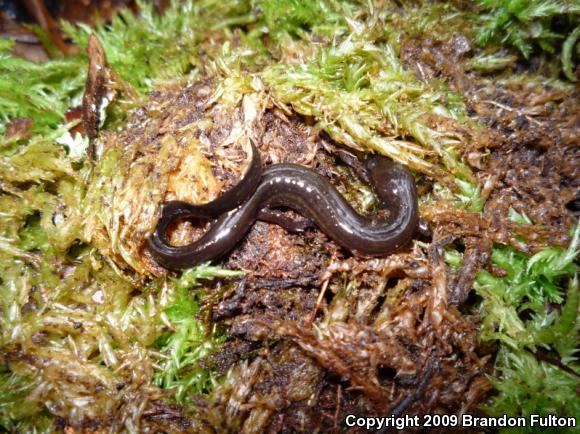 Many-lined Salamander (Stereochilus marginatus)