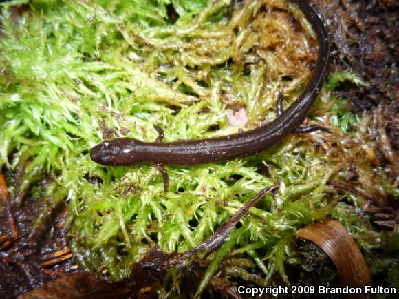 Many-lined Salamander (Stereochilus marginatus)