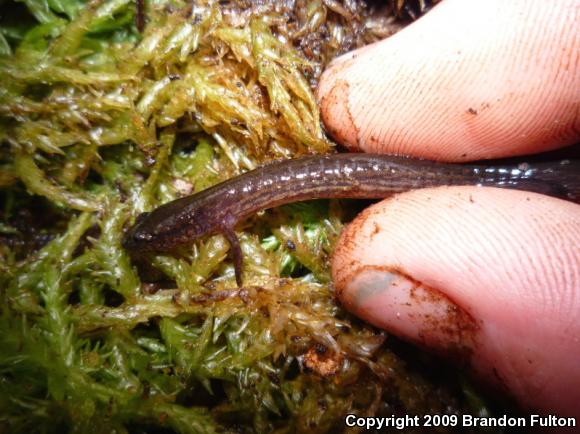 Many-lined Salamander (Stereochilus marginatus)