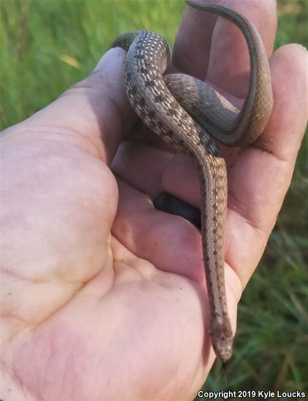 Northern Brownsnake (Storeria dekayi dekayi)