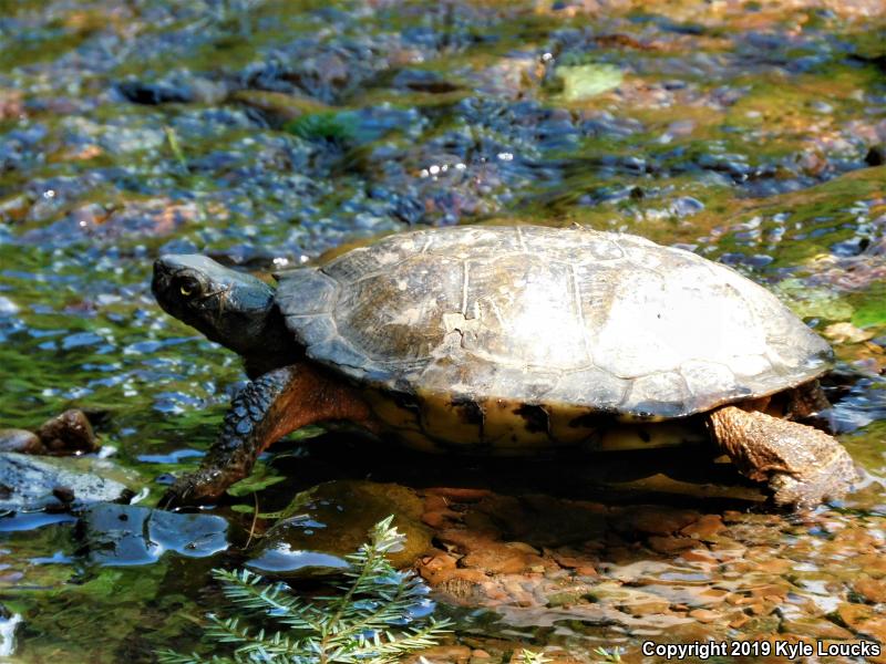 Wood Turtle (Glyptemys insculpta)