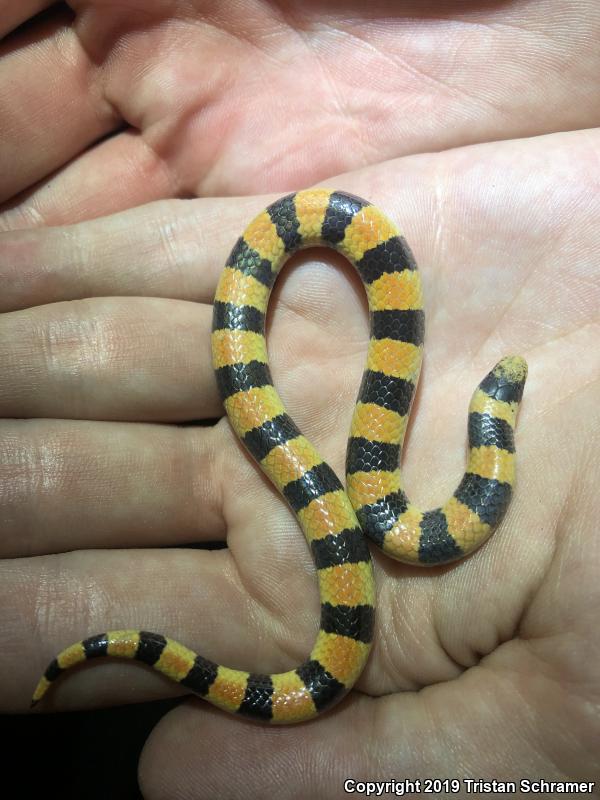 Variable Sandsnake (Chilomeniscus stramineus)