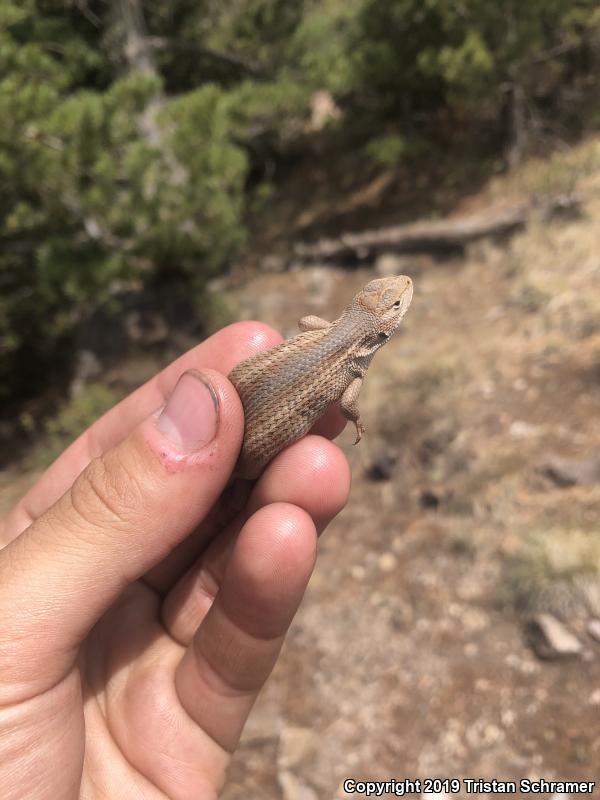 Slevin's Bunchgrass Lizard (Sceloporus slevini)