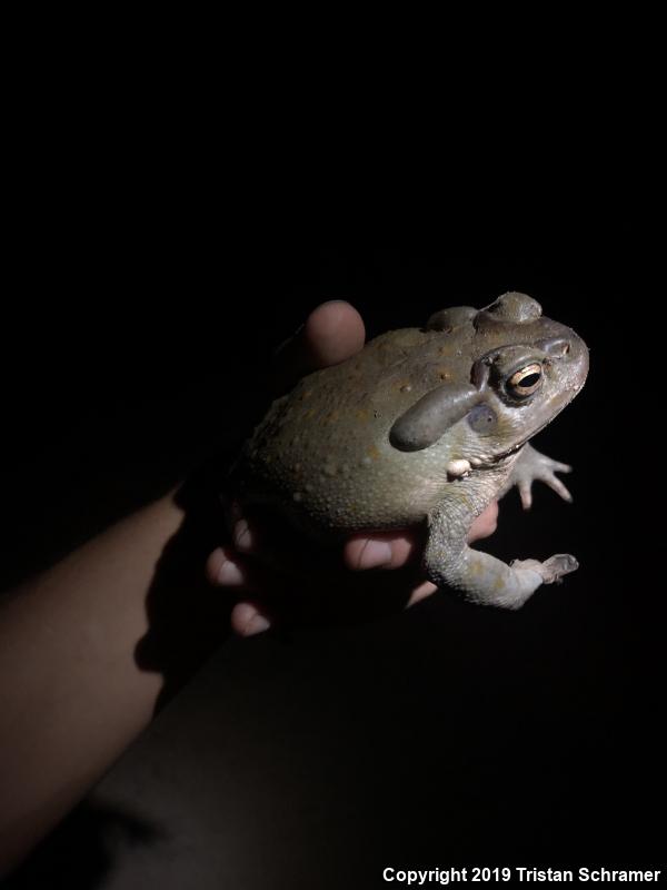 Sonoran Desert Toad (Ollotis alvaria)