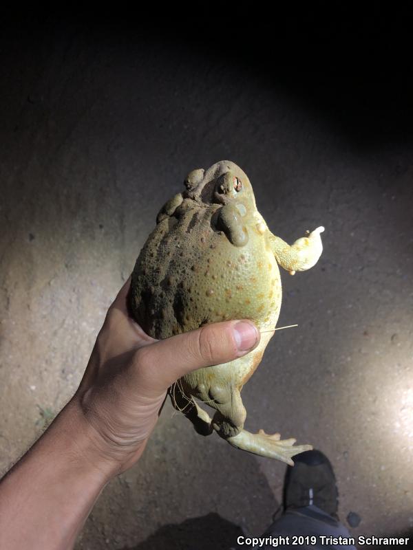 Sonoran Desert Toad (Ollotis alvaria)