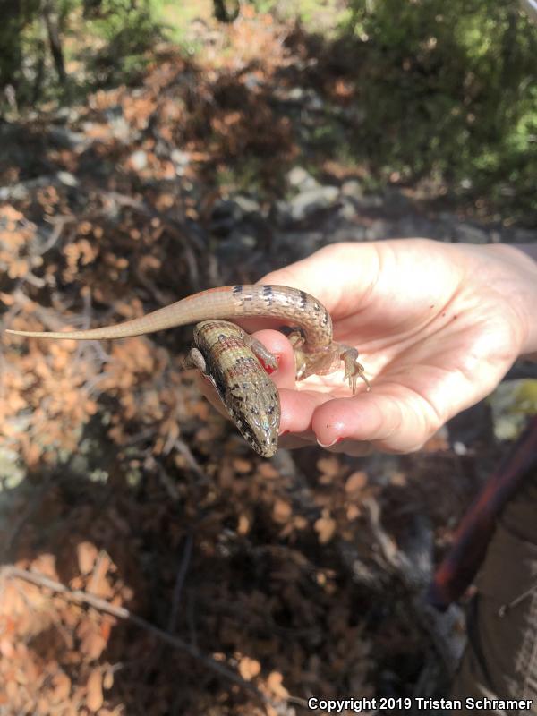 Arizona Alligator Lizard (Elgaria kingii nobilis)