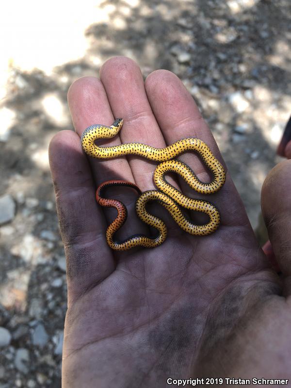 Regal Ring-necked Snake (Diadophis punctatus regalis)