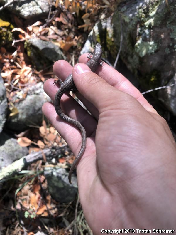 Arizona Alligator Lizard (Elgaria kingii nobilis)