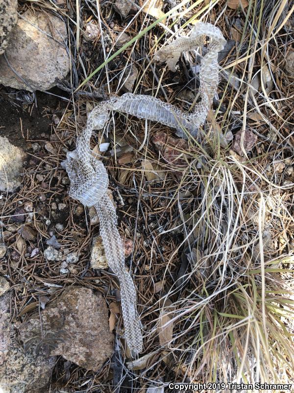 Mountain Patch-nosed Snake (Salvadora grahamiae)