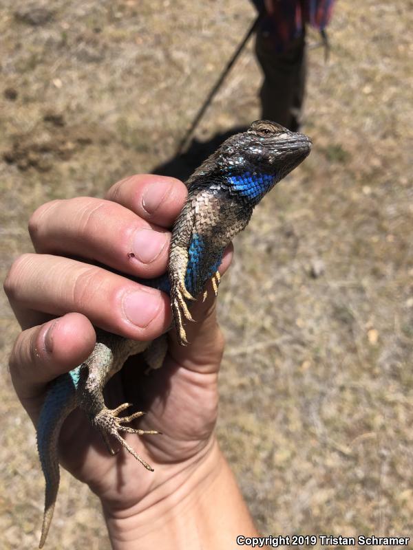 Clark's Spiny Lizard (Sceloporus clarkii)