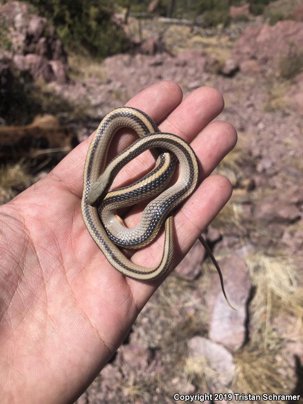 Mountain Patch-nosed Snake (Salvadora grahamiae)