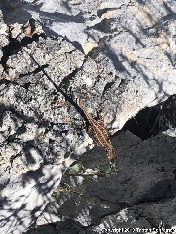 Slevin's Bunchgrass Lizard (Sceloporus slevini)