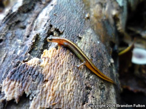 Chamberlain's Dwarf Salamander (Eurycea chamberlaini)