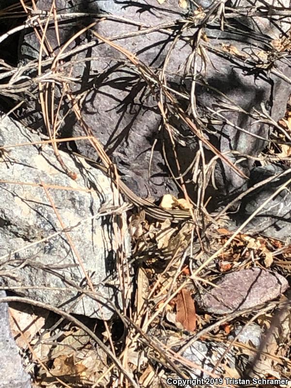 Sonoran Spotted Whiptail (Aspidoscelis sonorae)