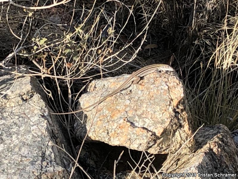 Sonoran Spotted Whiptail (Aspidoscelis sonorae)