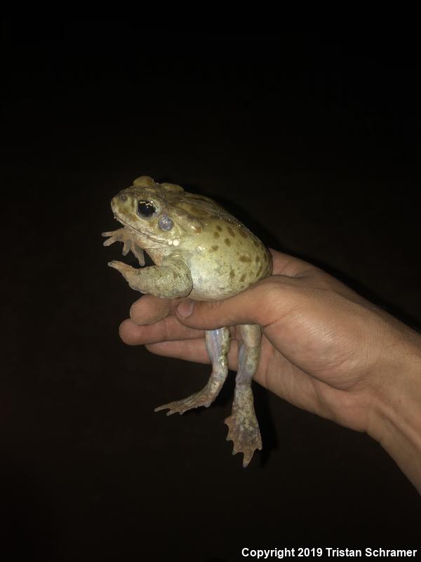 Sonoran Desert Toad (Ollotis alvaria)