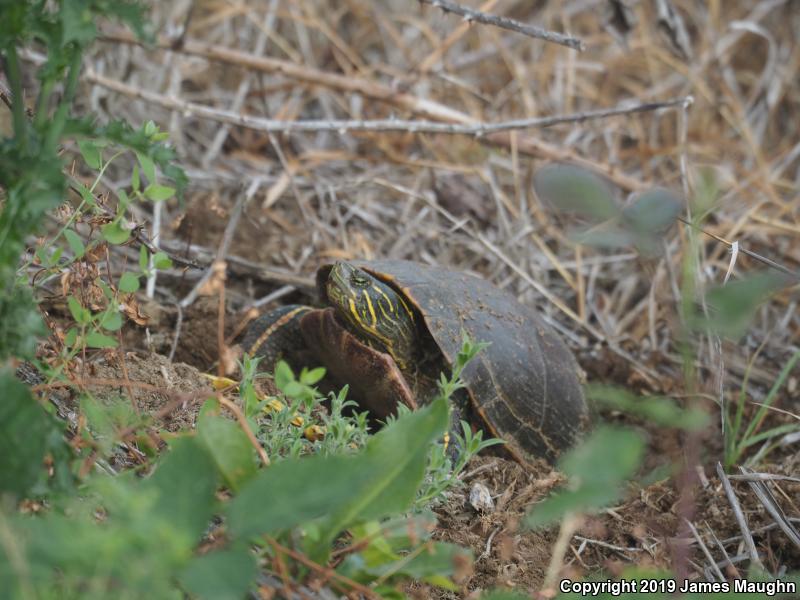 Western Painted Turtle (Chrysemys picta bellii)