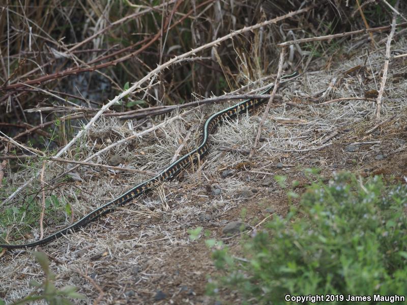 Red-Spotted Gartersnake (Thamnophis sirtalis concinnus)