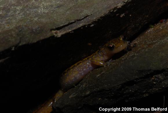 Dark-sided Salamander (Eurycea longicauda melanopleura)