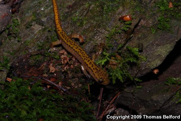 Dark-sided Salamander (Eurycea longicauda melanopleura)