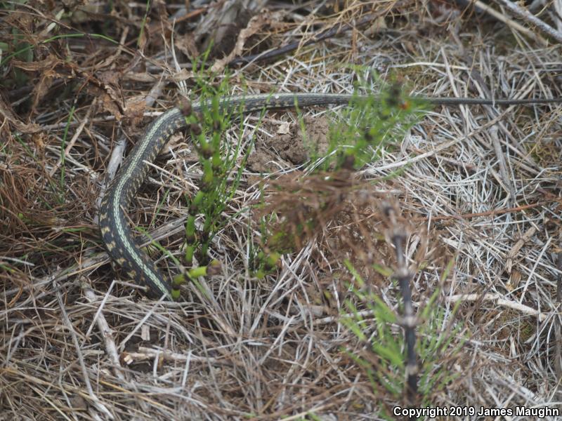 Red-Spotted Gartersnake (Thamnophis sirtalis concinnus)