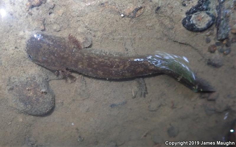 Coastal Giant Salamander (Dicamptodon tenebrosus)