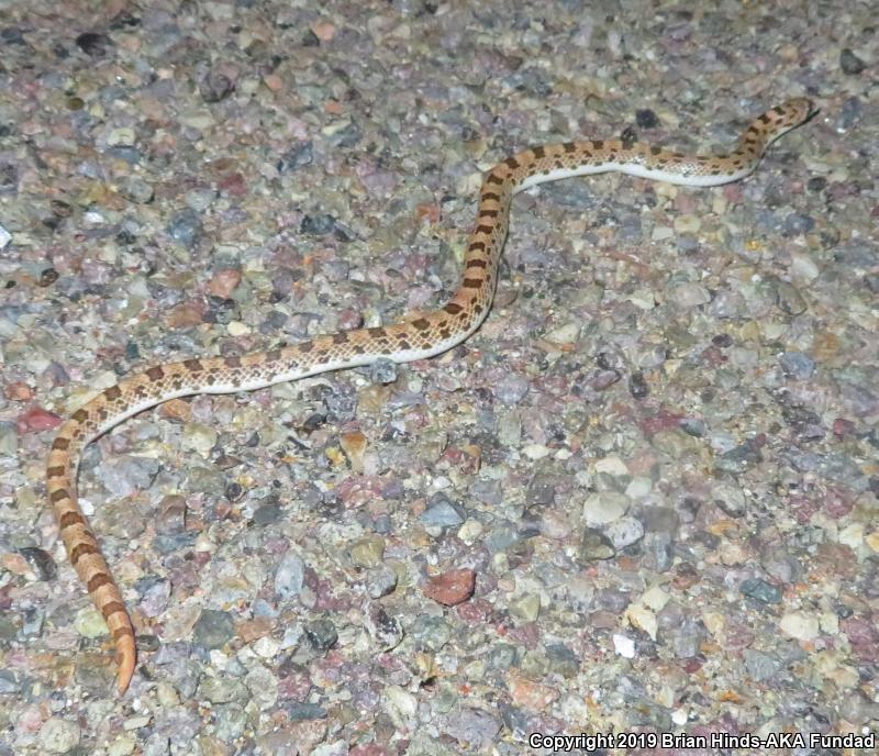 Spotted Leaf-nosed Snake (Phyllorhynchus decurtatus)