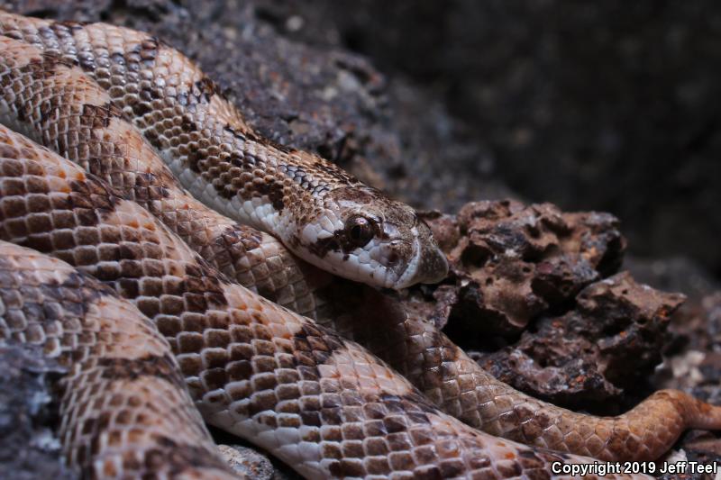 Spotted Leaf-nosed Snake (Phyllorhynchus decurtatus)