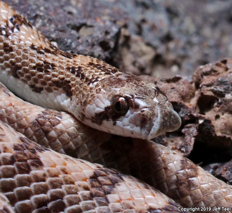 Spotted Leaf-nosed Snake (Phyllorhynchus decurtatus)