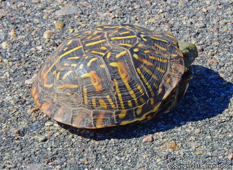 Ornate Box Turtle (Terrapene ornata ornata)