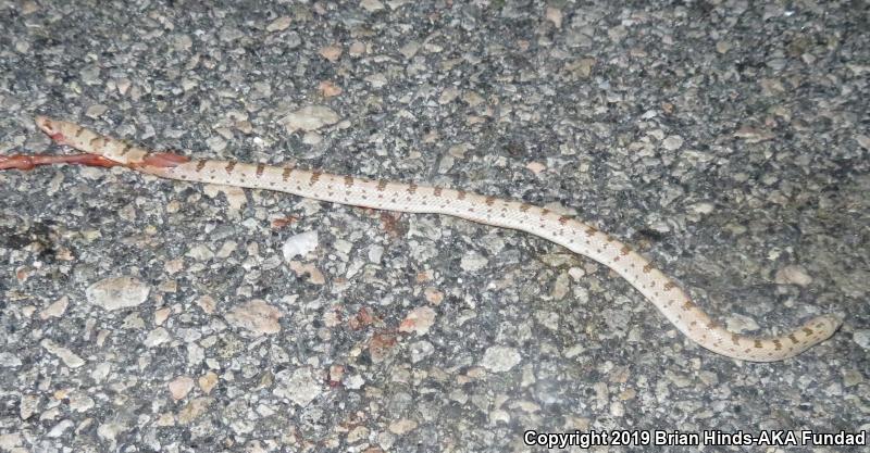 Spotted Leaf-nosed Snake (Phyllorhynchus decurtatus)