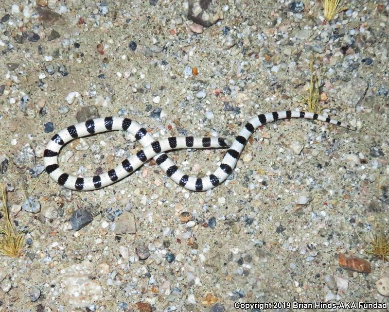 Colorado Desert Shovel-nosed Snake (Chionactis occipitalis annulata)