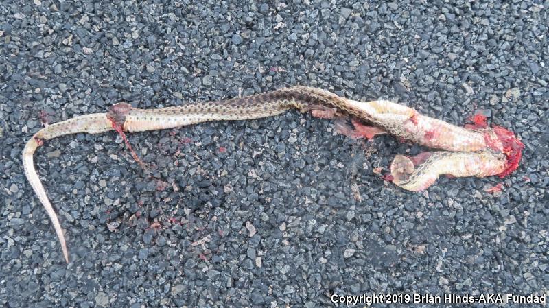 San Diego Gopher Snake (Pituophis catenifer annectens)