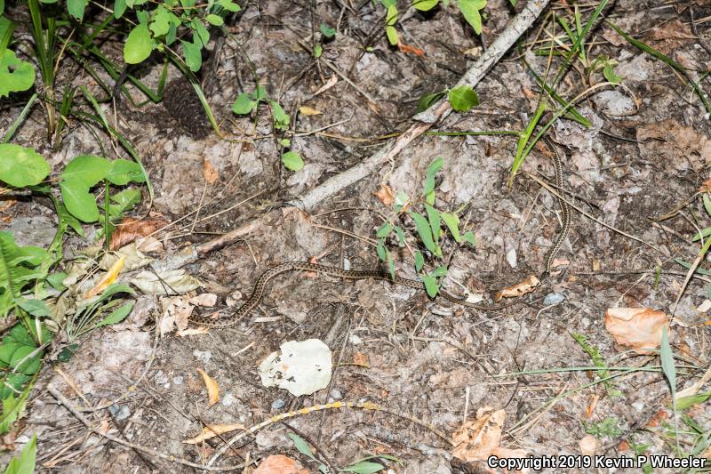 Wandering Gartersnake (Thamnophis elegans vagrans)