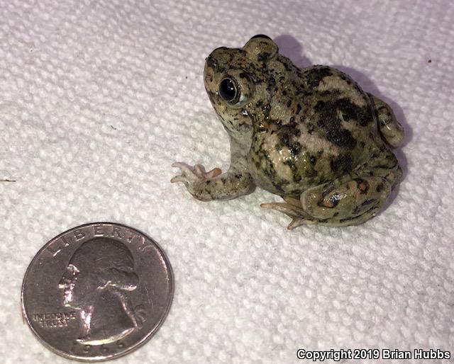 Western Spadefoot (Spea hammondii)